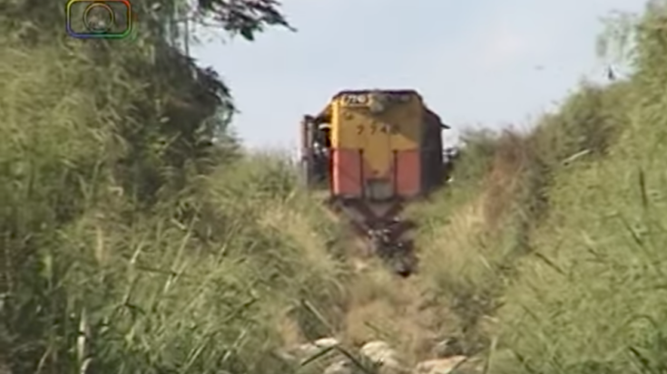 Sheep Crew Busy Clearing The Tracks | Train Fanatics Videos