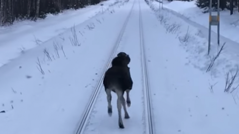 Moose Challenges Train | Train Fanatics Videos