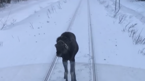 _3__Crazy_moose_charging_a_train_-_YouTube | Train Fanatics Videos